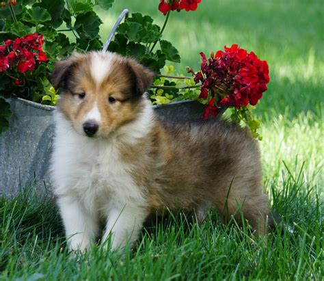 Akc Registered Lassie Collie For Sale Fredericksburg Oh Female Lola Ac Puppies Llc