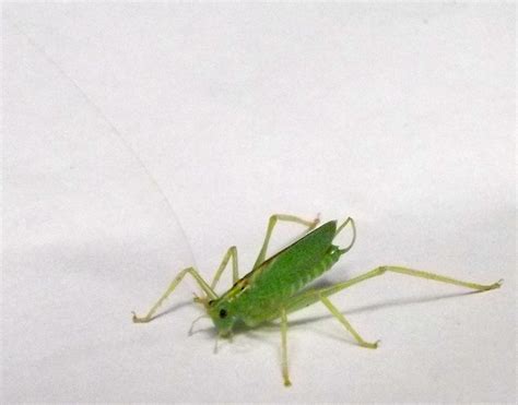 Small Green Grasshopper Like Bug In Sw British Columbia Whatsthisbug