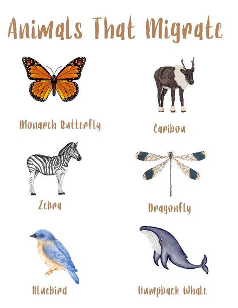 Animals That Estivate