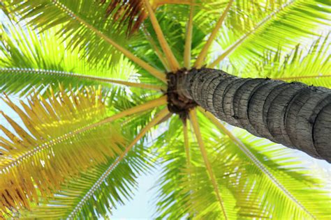 Beautiful Palm Tree Detail Seen From Belowhonolulu Oahu Hawaii United