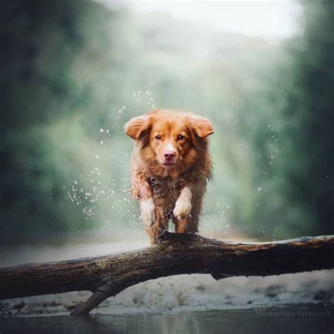 40 Beautiful Portraits Of All The Different Personalities Dogs Have In