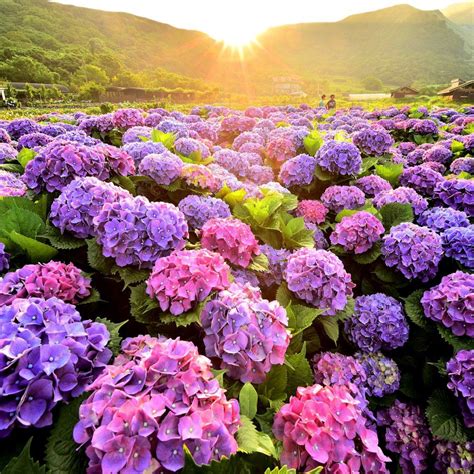 Hydrangea Or Hortensia Garden And Mountain Landscape Hydrangea Colors