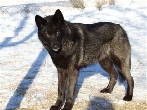 Sweetdream Black German Shepherd Wolf Mix Puppy