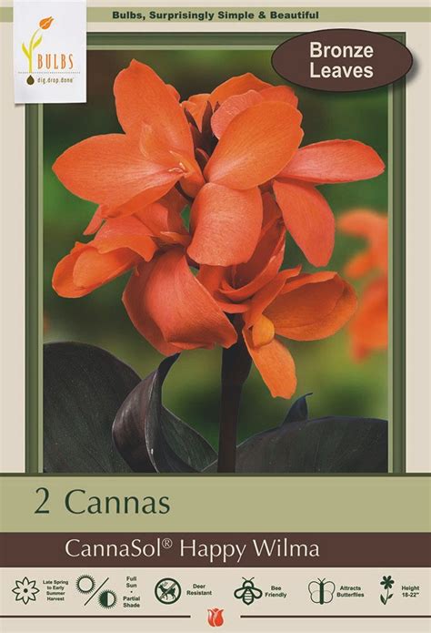 Happy Wilma Cannasol Salmon Orange Color 2 Rhizomes 35 Eyes