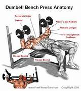 Images of Flat Dumbbell Bench Press