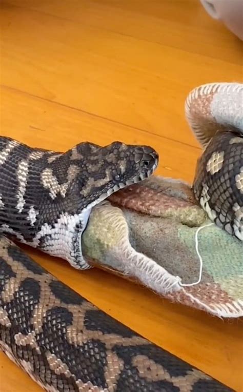 Terrifying Moment Python Tries To Eat Pet Dog And Ends Up Swallowing