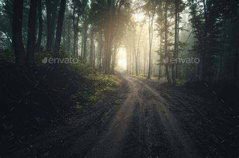 Road Through Dark Mysterious Forest With Fog Stock Photo By Andreiuc88