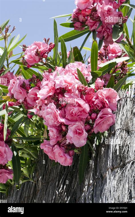 Nerium Oleander Stockfotografie Alamy