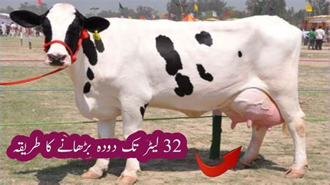 Bhens Cow Ka Dodh Badhne Ka Asan Trika Veterinaryinfo Youtube