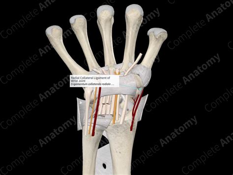 Radial Collateral Ligament Of Wrist Joint Complete Anatomy
