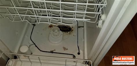Mold In Dishwasher Causes And Signs Of Dishwasher Mold