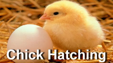 Baby Chick Hatching Egg Hatching Youtube