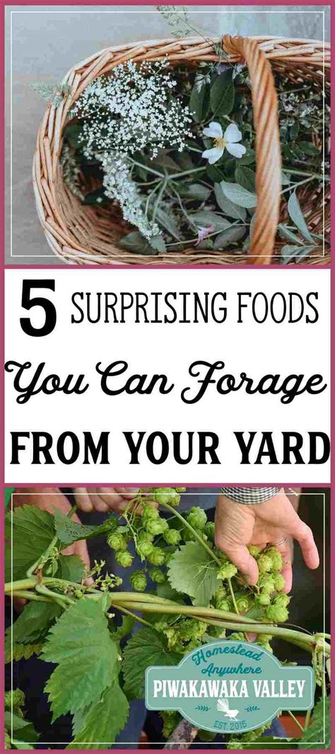 Foraging For Food 5 Surprising Free Foods You Can Forage