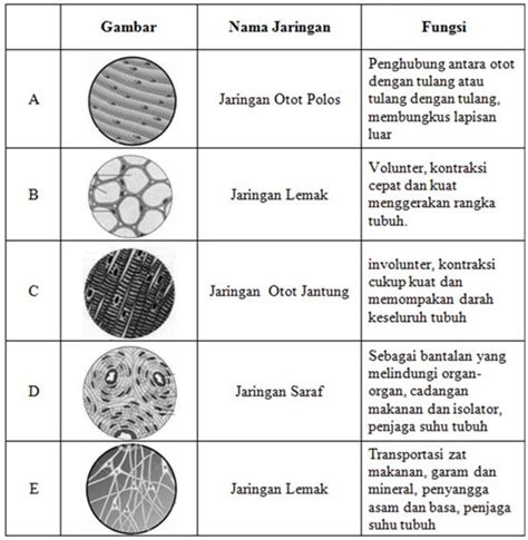 Kupas tuntas gambar teknik, pengertian dan fungsinya. Perhatikan tabel jaringan hewan berikut ini! Hubungan yang ...