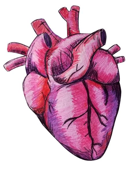 A Drawing Of A Human Heart On A White Background With Red And Pink Inks