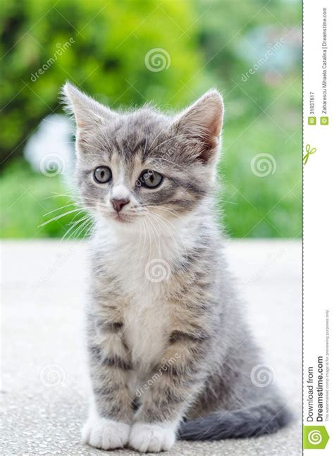 Cute Tabby Grey And White Kitten Cats Kittens