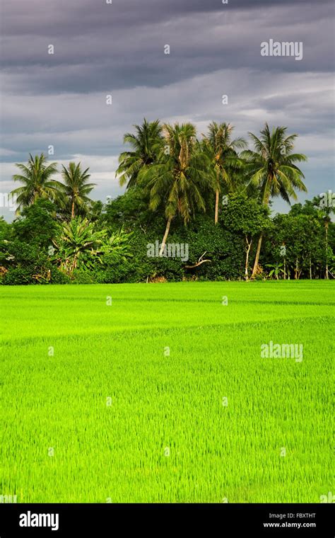 Green Rice Field Stock Photo Alamy
