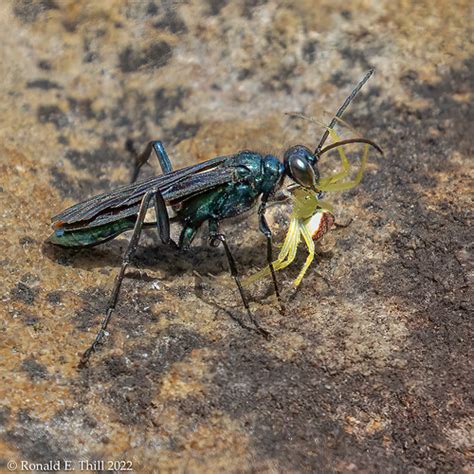 Nearctic Blue Mud Dauber Wasp Chalybion Californicum Wit Flickr