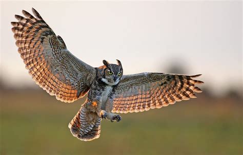 Great Horned Owl Flying Osceola County Fl 1d3 500mm Hand Held 1