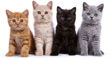 Savannah telah dinobatkan oleh guinness world records sebagai ras kucing terpanjang di dunia, dengan panjang 17,1 inci atau sekitar 44 cm. Gambar Kucing Paling Comel Di Dunia - AR Production