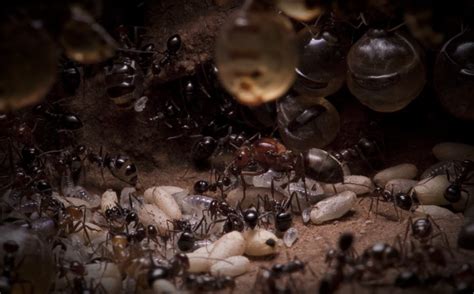 Honeypot Ant Nest Interior Arizona John Brown Images
