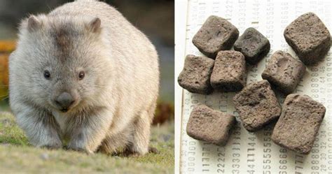 Wombat Poop Cubes These Cute Animals Have This Unique Characteristics