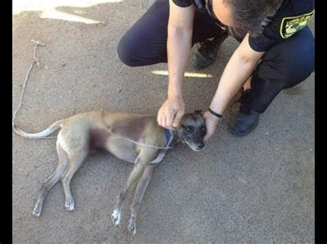 As a responsible pet owner, this is the only safe approach. Dog euthanized after being shot in Leeward Oahu - YouTube