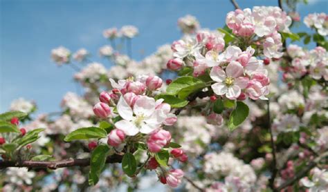 British wild flower plants are the largest grower of native plants in the uk. Edible Wild Food Blog » Edible Flowers Part Two
