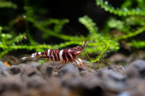 Sulawesi Dwarf Shrimp Tigri Type Look For Food In Aquatic Soil In Fresh