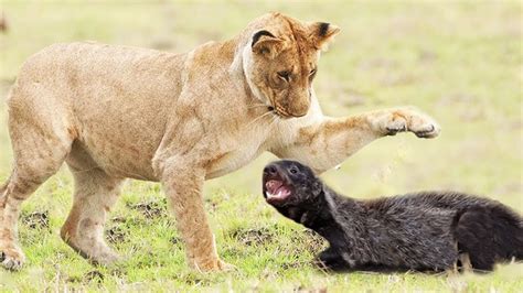 Honey Badger The Fearless Animal Fighting With Lion Youtube