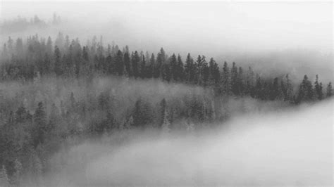 Black And White Forest  Find And Share On Giphy