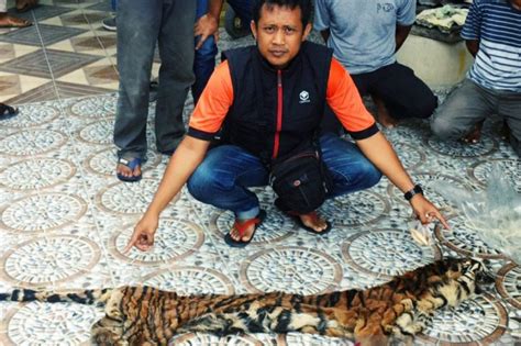 Polisi Bongkar Sindikat Perdagangan Organ Harimau Sumatera