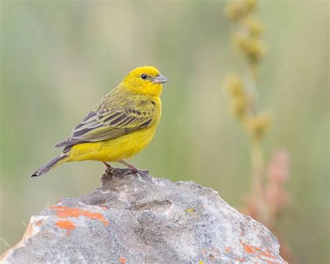 Stripe Tailed Yellow Finch Facts Diet Habitat And Pictures On