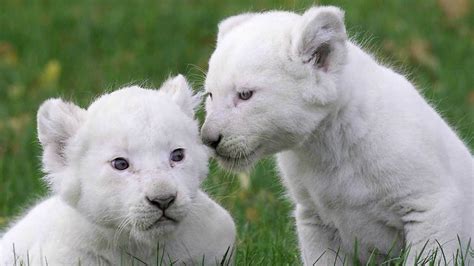 Four White Lion Cubs Youtube