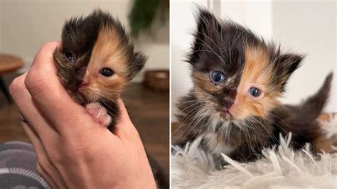 Personalized adoption counseling to ensure you are adopting the right cat for your lifestyle. Rare Chimera Kitten Up For Adoption At Nashville Rescue ...