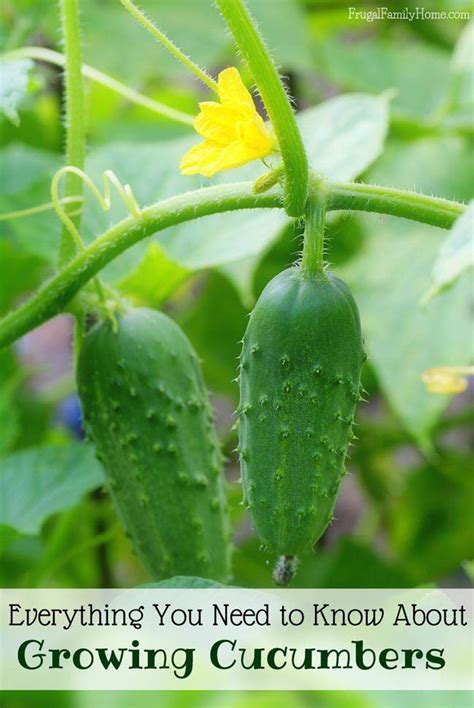 Check spelling or type a new query. Growing Cucumbers, Everything You Need to Know