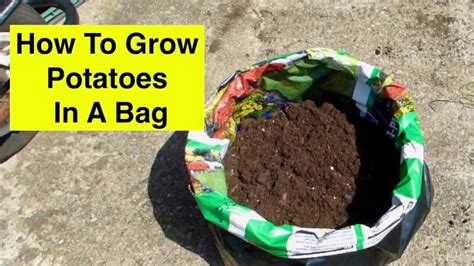 How To Grow Potatoes In Bags Sacks Uk Youtube