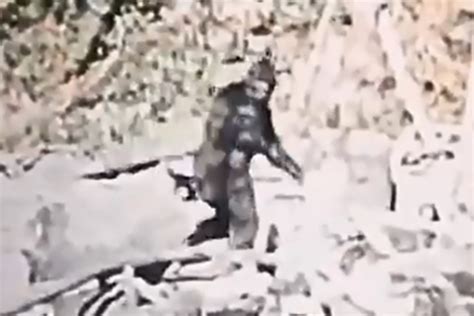 Clearest Bigfoot 'sighting' yet as famous 1967 Patterson-Gimlin footage ...