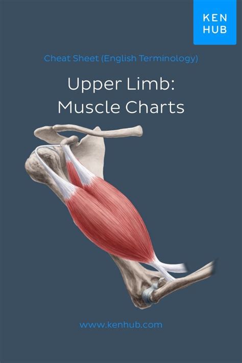 The biceps brachii muscle of the arm has two origins that are fixed to the scapula bone and one insertion. Validated and aligned with popular anatomy textbooks, these #muscle #cheatsheets are packed with ...