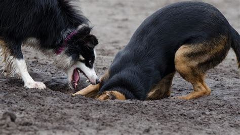 Why Do Dogs Bury Their Bones Dog Discoveries