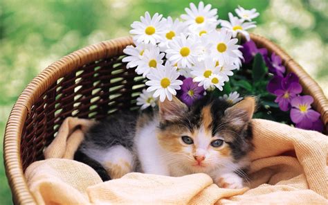 Kittens Screensavers Wallpaper 48 Images