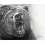 Realistic Animal Drawings Drawing Grizzly Bear 