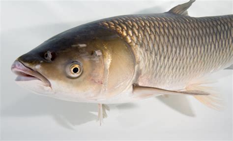 ontario anglers asked to watch out for the asian grass carp north bay news