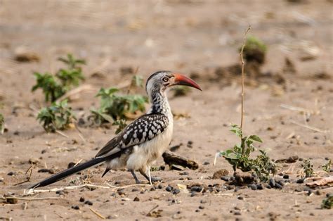 Zazu | This is what Zazu's character in "The Lion King" was … | Flickr