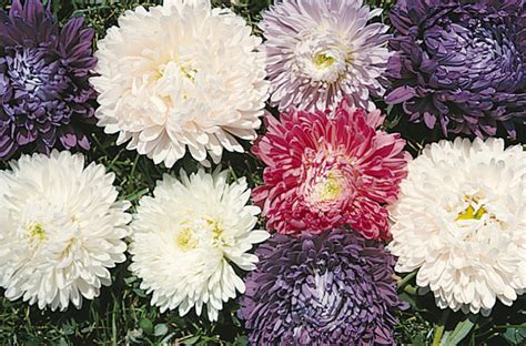 Aster Ball Florist Mix Chinese Aster Milaegers