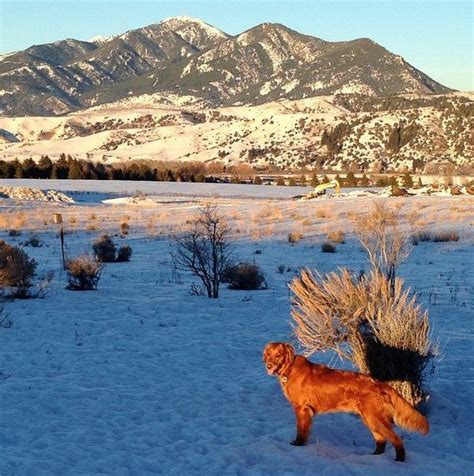Apply to clinical outreach and more! Gorgeous views from Burke Park - Bozeman, MT - Angus Off-Leash | Dog park, Big dogs, Park pictures