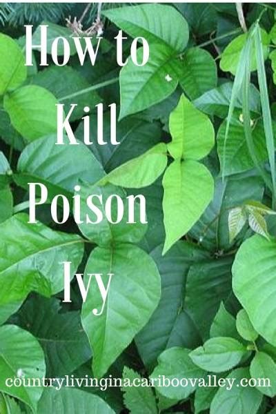 How To Get Rid Of Poison Ivy Plants Natural Weed Killer Recipe