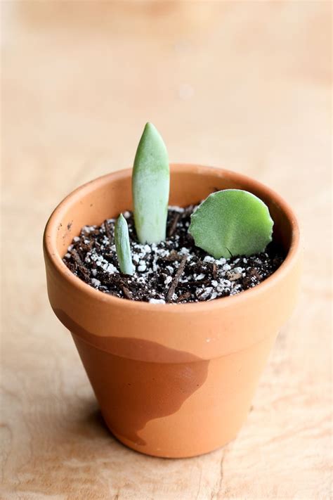 With barrel cactus, they are known as pups. as indicated, cuttings made from leaves and plant heads must dry out and grow roots before planting. How to Grow Succulents From Cuttings | Succulents ...