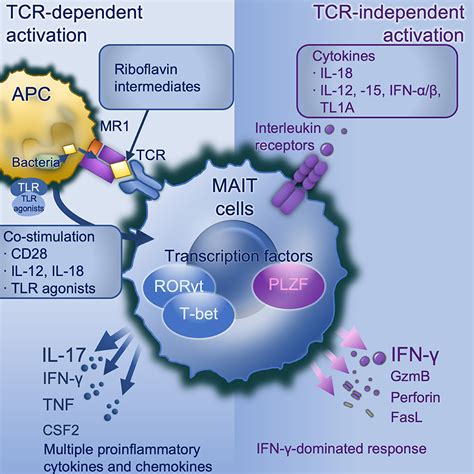 Frontiers | MAIT Cell Activation and Functions | Immunology