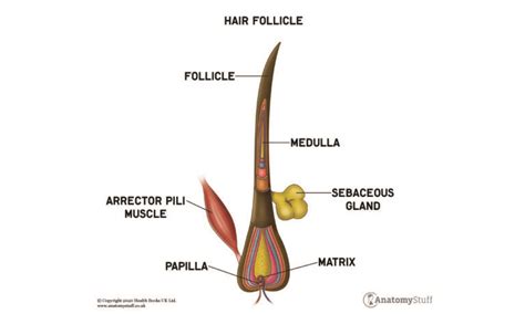 Hair Anatomy Hair Growth Anatomy Anatomystuff